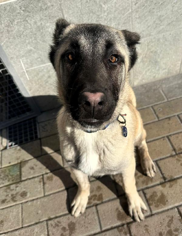 ATHENA BELLISSIMA CUCCIOLONA KANGAL Foto 7